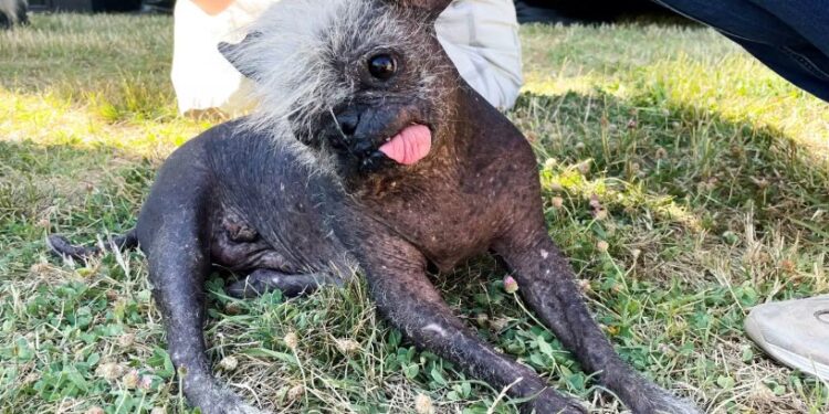 Alldaynews.gr Αυτός είναι ο σκύλος που ψηφίστηκε ως ο πιο άσχημος για το 2022