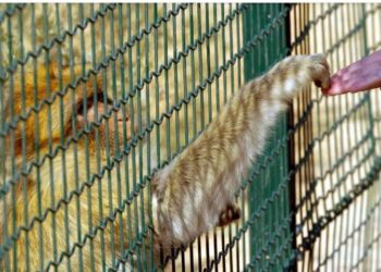 Αττικό Ζωολογικό Πάρκο: Σκότωσαν χιμπατζή που βγήκε από το κλουβί του