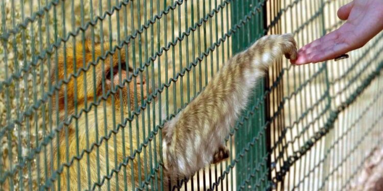 Alldaynews.gr Αττικό Ζωολογικό Πάρκο: Σκότωσαν χιμπατζή που βγήκε από το κλουβί του