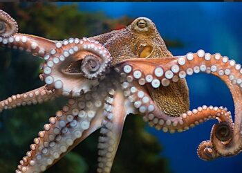 Γιατί (δεν πρέπει να) τρώμε πια χταπόδια…