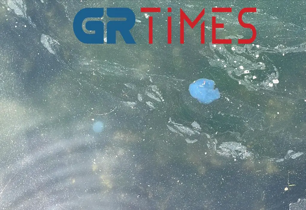 Θεσσαλονίκη: Μέδουσες κολυμπούν στα ρηχά του Θερμαϊκού (φωτο, video)