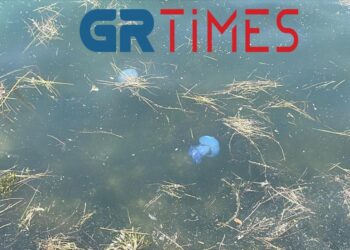 Θεσσαλονίκη: Μέδουσες κολυμπούν στα ρηχά του Θερμαϊκού (φωτο, video)