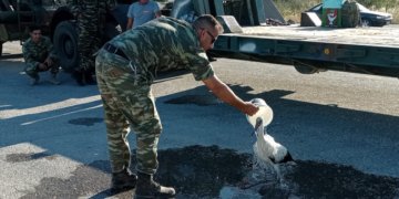 Alldaynews.gr Ο ένας για τον άλλον… Στρατιωτικός φροντίζει πελαργό που κάηκε στη φωτιά της Λέσβου