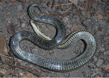 Τρόμος για το νέο είδος φιδιού-Προκαλεί αναπηρία με το δάγκωμά του