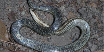 Τρόμος για το νέο είδος φιδιού-Προκαλεί αναπηρία με το δάγκωμά του