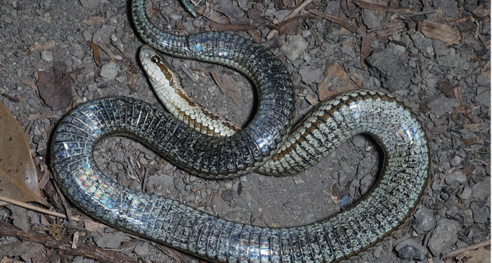 Τρόμος για το νέο είδος φιδιού-Προκαλεί αναπηρία με το δάγκωμά του