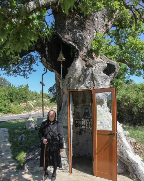 Η Δεντροκκλησιά: Το εκκλησάκι του Αγίου Παϊσίου χτισμένο σε δέντρο[videos]