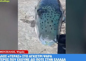 Κάλυμνος: Λαγοκέφαλος «τέρας» στο αγκίστρι ψαρά[video]