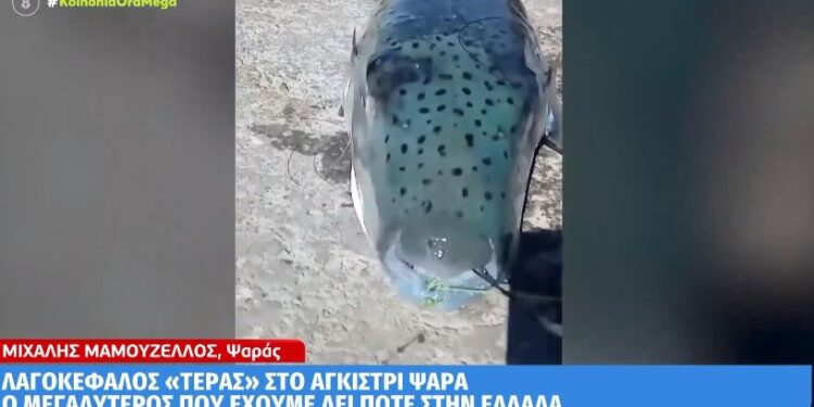 Κάλυμνος: Λαγοκέφαλος «τέρας» στο αγκίστρι ψαρά[video]