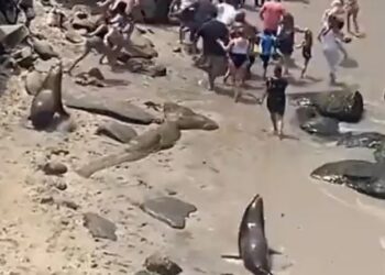 Πανικός σε παραλία: Θαλάσσια λιοντάρια κυνήγησαν λουόμενους