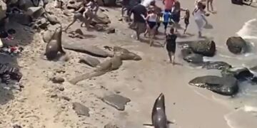 Πανικός σε παραλία: Θαλάσσια λιοντάρια κυνήγησαν λουόμενους