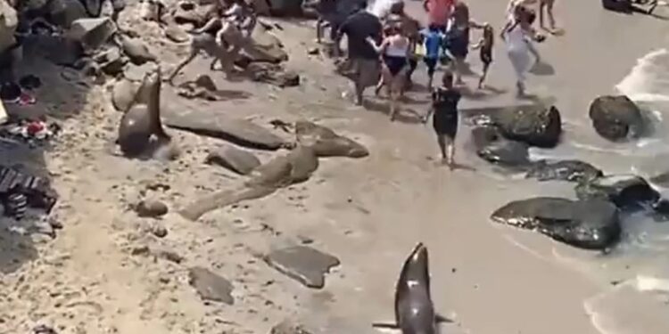 Πανικός σε παραλία: Θαλάσσια λιοντάρια κυνήγησαν λουόμενους