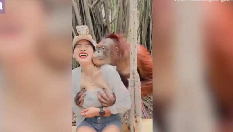 Ασυγκράτητος ουρακοτάγκος σε ζωολογικό κήπο: Βούτηξε τα στήθη τουρίστριας[video]