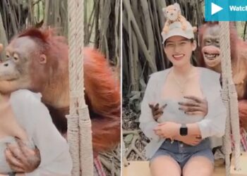 Ασυγκράτητος ουρακοτάγκος σε ζωολογικό κήπο: Βούτηξε τα στήθη τουρίστριας[video]
