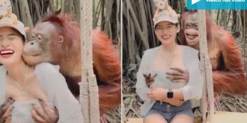 Ασυγκράτητος ουρακοτάγκος σε ζωολογικό κήπο: Βούτηξε τα στήθη τουρίστριας[video]