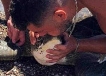 Δύτης έκανε… τεχνητή αναπνοή σε θαλάσσια χελώνα που μπλέχτηκε σε σχοινιά![video]