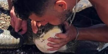 Δύτης έκανε… τεχνητή αναπνοή σε θαλάσσια χελώνα που μπλέχτηκε σε σχοινιά![video]