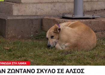 Φρίκη στη Λαμία: Έκαψαν ζωντανό σκύλο σε άλσος[video]