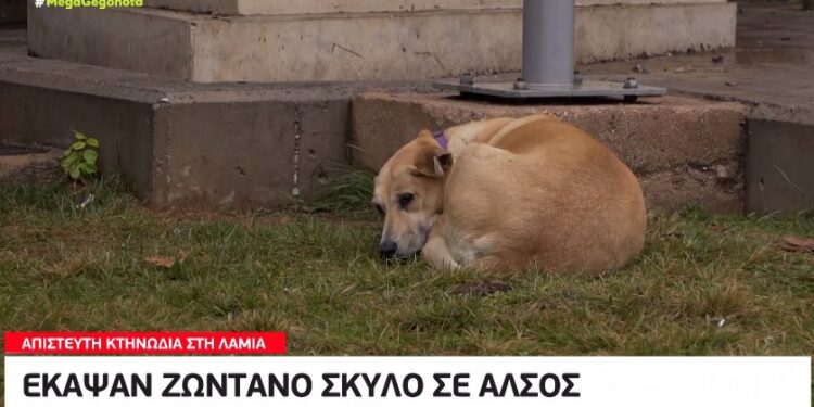 Φρίκη στη Λαμία: Έκαψαν ζωντανό σκύλο σε άλσος[video]