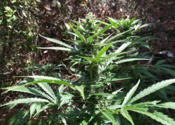 Πύργος: Χασισοφυτεία μόλις 70 μέτρα από το αστυνομικό τμήμα