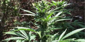 Alldaynews.gr Πύργος: Χασισοφυτεία μόλις 70 μέτρα από το αστυνομικό τμήμα