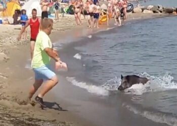 Πανικός σε παραλία: Αγριογούρουνα κολυμπούσαν δίπλα σε λουόμενους – Επενέβη το λιμενικό