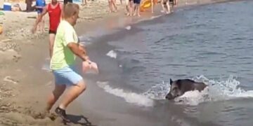 Alldaynews.gr Πανικός σε παραλία: Αγριογούρουνα κολυμπούσαν δίπλα σε λουόμενους – Επενέβη το λιμενικό