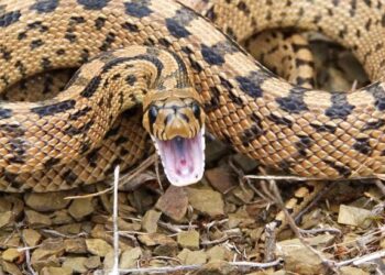 Έπαθε Σοκ-Τον τσίμπησε φίδι ενώ οδηγούσε και έχασε τον έλεγχο του αυτοκινήτου!