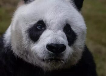 Χονγκ Κονγκ: Έκαναν ευθανασία στον Αν Αν-Το γηραιότερο πάντα στον κόσμο