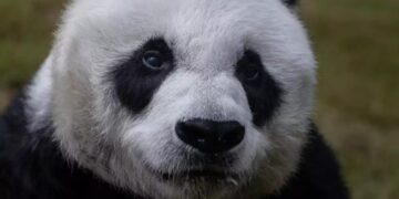 Alldaynews.gr Χονγκ Κονγκ: Έκαναν ευθανασία στον Αν Αν-Το γηραιότερο πάντα στον κόσμο