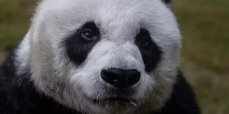 Alldaynews.gr Χονγκ Κονγκ: Έκαναν ευθανασία στον Αν Αν-Το γηραιότερο πάντα στον κόσμο