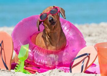 Τι να προσέχετε όταν πηγαίνετε με τον σκύλο στη θάλασσα