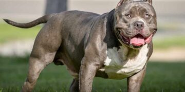 Alldaynews.gr Τραγικό περιστατικό: Τη σκότωσε ο ίδιος της ο σκύλος-Σε κρίσιμη κατάσταση ο σύντροφός της