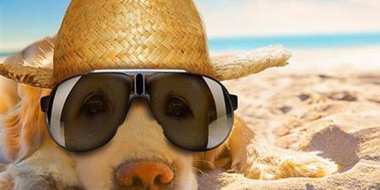 Τι να προσέχετε όταν πηγαίνετε με τον σκύλο στη θάλασσα