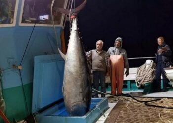 Νάξος: Τόνος 3 μέτρων ζύγιζε 288 κιλά – Δε μπορούσαν να τον βάλουν σε φορτηγό στο λιμάνι (φωτο)