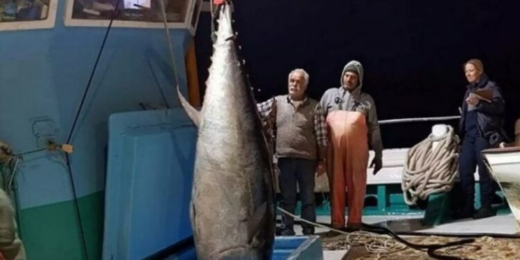 Νάξος: Τόνος 3 μέτρων ζύγιζε 288 κιλά – Δε μπορούσαν να τον βάλουν σε φορτηγό στο λιμάνι (φωτο)