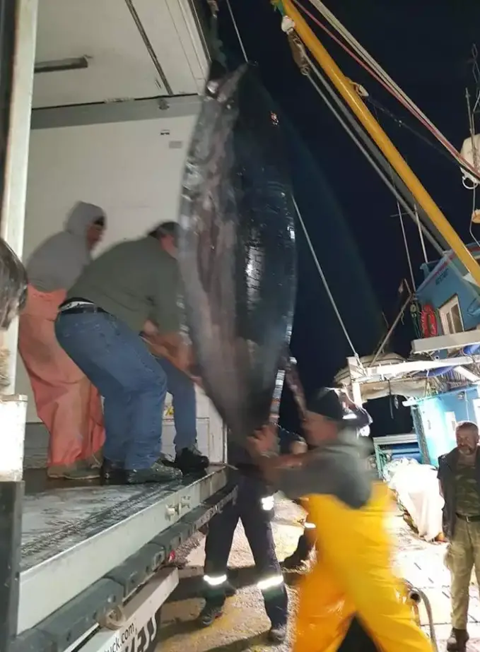 Νάξος: Τόνος 3 μέτρων ζύγιζε 288 κιλά – Δε μπορούσαν να τον βάλουν σε φορτηγό στο λιμάνι