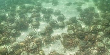 Alldaynews.gr Τρόμος σε παραλία – Εμφανίστηκαν χιλιάδες δηλητηριώδη καβούρια – αράχνες