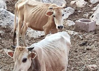 Alldaynews.gr Θεσπρωτία: Βαρύ πρόστιμο στον κτηνοτρόφο μετά την αυτοψία στη μονάδα του για τις αγελάδες που πεθαίνουν από ασιτία