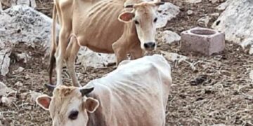 Alldaynews.gr Θεσπρωτία: Βαρύ πρόστιμο στον κτηνοτρόφο μετά την αυτοψία στη μονάδα του για τις αγελάδες που πεθαίνουν από ασιτία