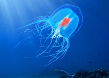 Νέα μελέτη αποκαλύπτει το μυστικό της «αθάνατης μέδουσας»[video]