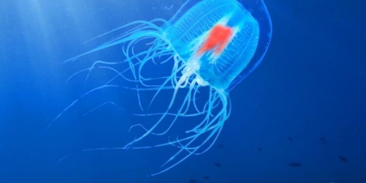 Νέα μελέτη αποκαλύπτει το μυστικό της «αθάνατης μέδουσας»[video]