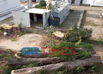 “Έκοψαν τα δύο πευκάκια που φυτέψαμε στο μνήμα του 13χρονου παιδιού μας”[Φωτογραφίες]