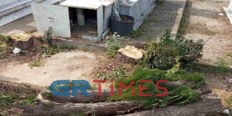 “Έκοψαν τα δύο πευκάκια που φυτέψαμε στο μνήμα του 13χρονου παιδιού μας”[Φωτογραφίες]