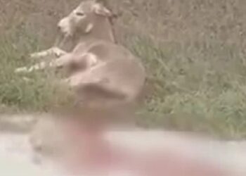 Ήπειρος: Έσερνε γάιδαρο με το αυτοκίνητο-Έτρεχαν αίματα από το ζώο