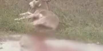 Ήπειρος: Έσερνε γάιδαρο με το αυτοκίνητο-Έτρεχαν αίματα από το ζώο