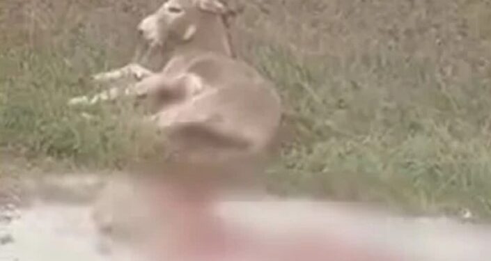 Ήπειρος: Έσερνε γάιδαρο με το αυτοκίνητο-Έτρεχαν αίματα από το ζώο