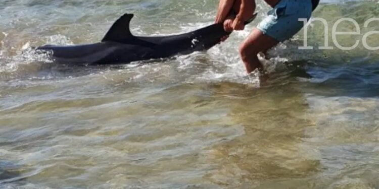 Alldaynews.gr Ηράκλειο: Δελφίνι ξεψύχησε στα χέρια λουόμενων στο Κοκκίνη Χάνι