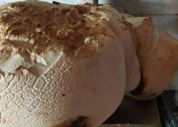 Μανιτάρι – «γίγας» βάρους 9 κιλών εντοπίστηκε στον Τετράλοφο Κοζάνης