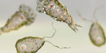 Alldaynews.gr 36χρονος πέθανε από τη σπάνια νεγλαιρίαση: Αμοιβάδα που «τρώει» τον εγκέφαλο-Τα συμπτώματα